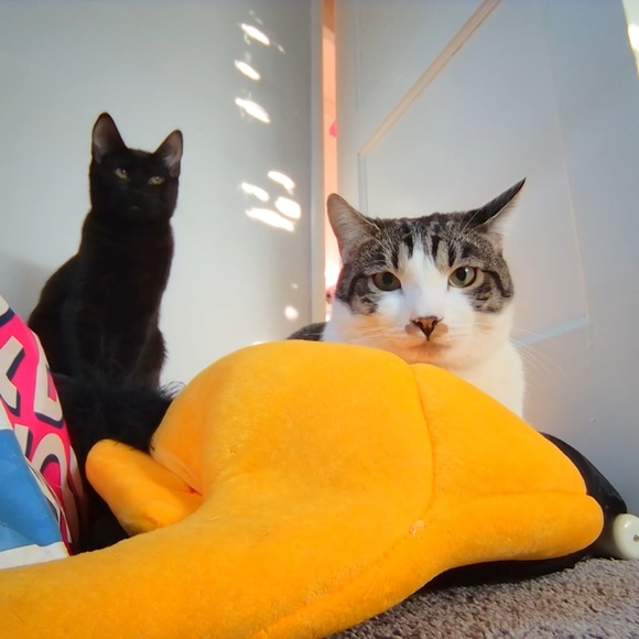 Unlisted inventory 🐈💖 - Picture 4 of 6